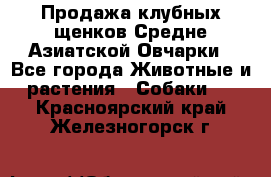 Продажа клубных щенков Средне Азиатской Овчарки - Все города Животные и растения » Собаки   . Красноярский край,Железногорск г.